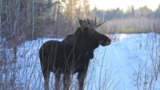 Bull moose finds B.C. airport a 'Garden of Eden'
