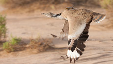 2,000 endangered bustards released in Kazakhstan