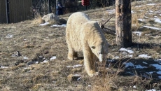 'He's the extrovert': Calgary Zoo introduces new polar bear, Yelle, to the public