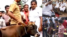 Kerala Congress Youth Activist Butchers Calf In Public To Protest Cattle Slaughter Ban