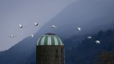 Animal sanctuary staff in Summerland, B.C., 'devastated' by avian flu case