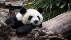 Calgary Zoo hopes pandas will be China-bound soon