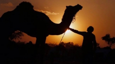 Deadly virus detected in camel barn