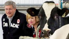 Canada's Frustrating Dairy Hardball Could Slow Trans-Pacific Partnership Talks: New Zealand Envoy