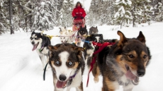 Should Canada Allow Contraceptives For Dogs And Cats? Yes, Says One Vet