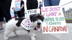 Canada bans testing of cosmetics on animals, in line with dozens of other countries