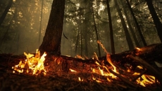 To find the root of Canada's wildfire emissions, look below the trees: study