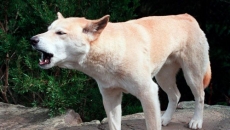 Canadian found dead on Australian island, surrounded by dingo pack: Australian media
