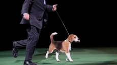 Vanity Of Canine Variety Credited For B.C. Beagle Winning Best In Show