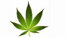 Cannabis could be as addictive as drugs