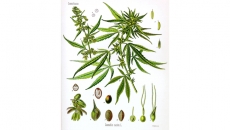 Fines coming for cross-border cannabis violations