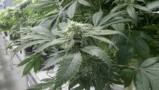 B.C. unveils new cannabis sales programs