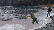 Unusual Spectacle Of The 'Capelin Roll' Attracts Thousands To Rocky Beaches