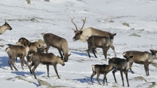 B.C. to hunt wolves by helicopter in order to save endangered caribou herds