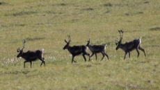 Urgent need for waste management in North: report