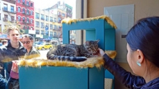 New York's first cat cafe opens next month