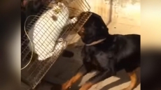 Men Who Fed Cat To Dogs Ordered To Clean Dubai Zoo For 90 Days