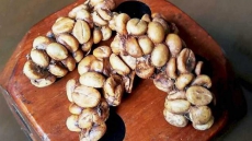 Now, cancer vaccine from cat poop parasite