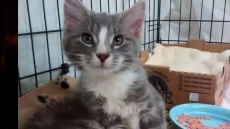 Italian Sailor Uses Mouth-to-Mouth To Revive Kitten