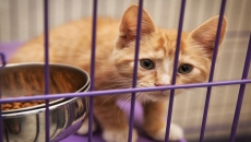 How solitary cats find mates