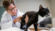 Police Looking For Tips After Cat Died When Tossed From Car In Parry Sound, Ont.