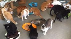 Feral Cats Roaming N.L. Island Face Uncertain Future As Humans Prepare Exit