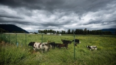 Canada applies to be negligible risk for BSE