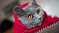 How you can keep pets warm this winter?