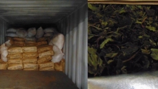CBSA officers seize over 2000 kg of khat, an illegal stimulant in the guise of tea leaves