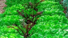 Gardening: How to reach a truce in the war with weeds