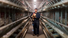 Rattling Cages: Canadian Egg Farmers Resist Push To Cage-Free Housing