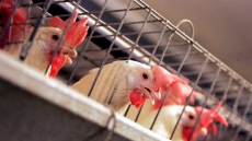 Animal Rights Group Files 'False' Claims Complaint Against Maple Lodge Farms