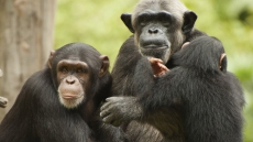 Chimp 'Mini-Brains' Help Decode How Humans Got Big Brains