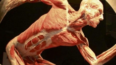 Group decries possible use of executed Chinese prisoners in bodies display