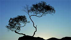 Can ancient Chinese tree extract treat pancreatic cancer?