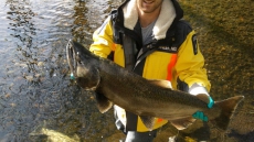 Study Involving UBC Scientist Says Chinook Salmon Could Be Wiped Out By 2100