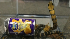 US Man Arrested For Smuggling King Cobras In Potato Chip Cans!