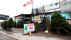 Lower loonie boosts revenue for Canadian Christmas tree exporters