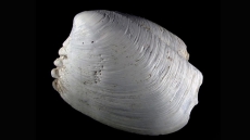 Clamouring for new mollusk: researchers say new species one-of-a-kind find