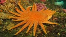 Climate change wiping out billions of sea stars
