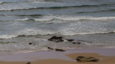 Ocean microbes a global source of key vitamin B12