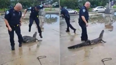 WATCH: Cop's Reaction While Dealing With Angry Alligator Has Everyone Laughing