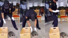 WATCH: This Police Officer Scared Of Picking Up A Turtle Is Hilarious!