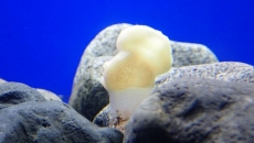 B.C. fisherman fined $33K for harvesting in 'globally unique' glass-sponge reefs