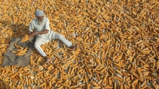 Canadian Food Inspection Agency Detains Corn Livestock Feed From India Over Health Concerns