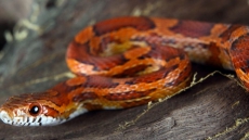 Victoria Workers Try To Coax Shy Snake From Drain With Heat, Food