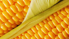 Soon, corns to grow in caves, mines