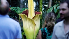 Corpse Flower Set To Unleash Putrid Scent At Vancouver Conservatory