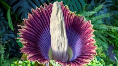 Vancouver’s Rare ‘Corpse Flower’ Blooms For The First Time, Get A Whiff While You Can