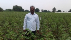 Punjab approves policy for cotton farm labourers